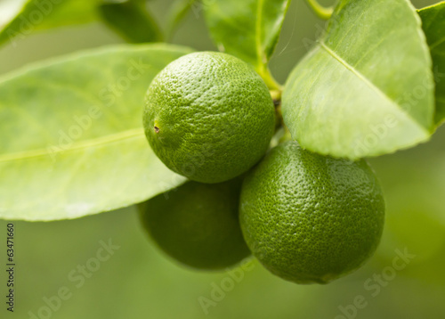 Wallpaper Mural Lemon on the tree Torontodigital.ca