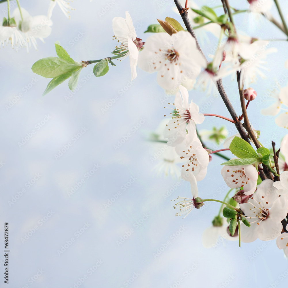 Fototapeta premium blossom apple tree
