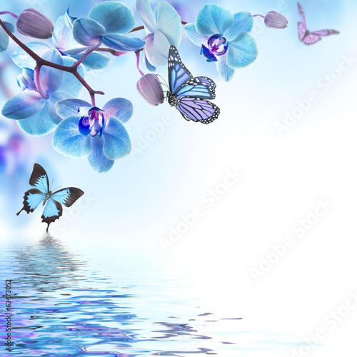 Fototapeta Naklejka Na Ścianę i Meble -  Floral background of tropical orchids and  butterfly