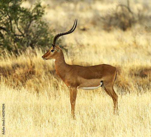 Gazelle Impala