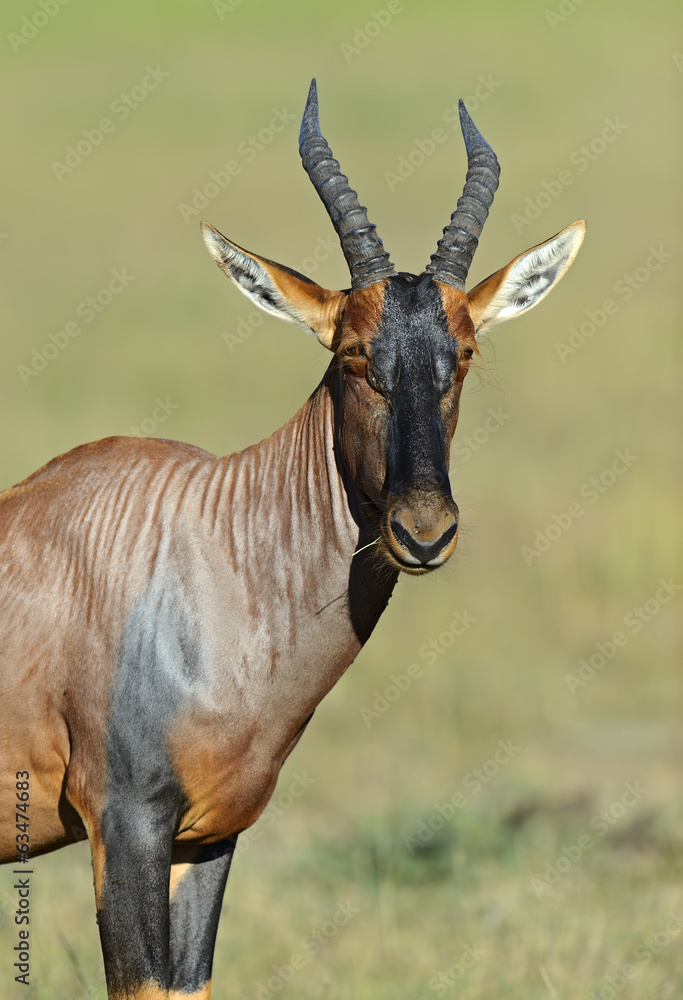 Topi antelope
