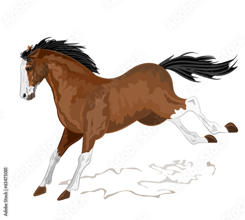 Wild horse