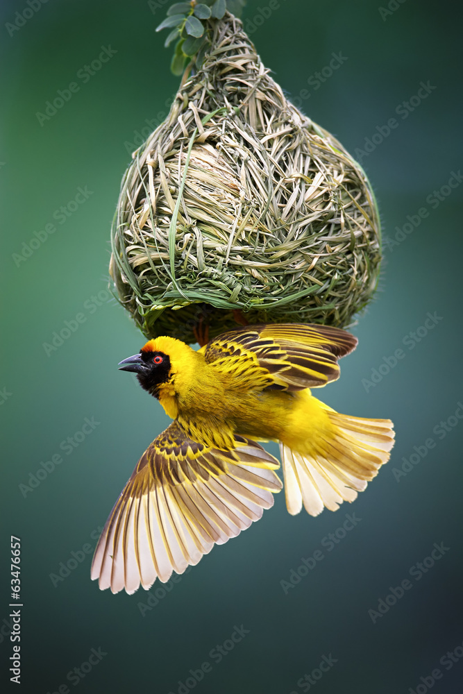 Naklejka premium Masked weaver at nest