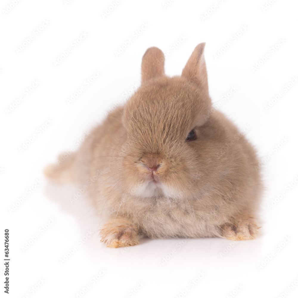 Obraz premium Orange rabbit bunny