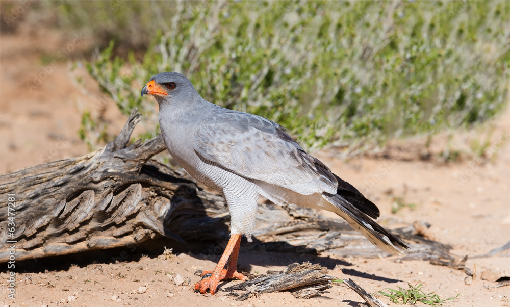 Pale Chanting Goshawk feeding on red sand dune among dry grass i Pale Chanting Goshawk feeding on red sand dune among dry grass i