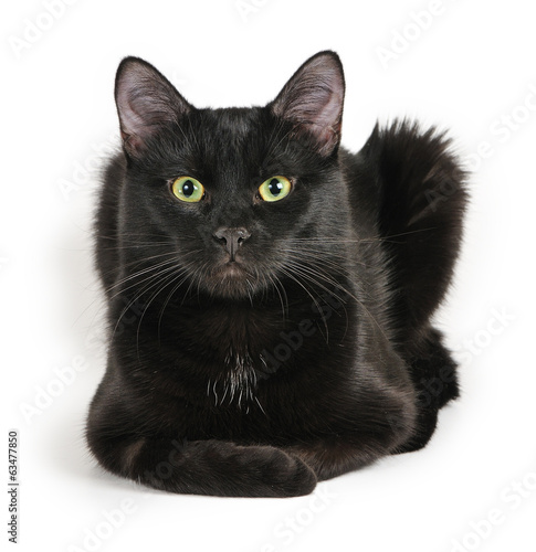 Fotótapéta Black cat lying on a white background, looking at camera