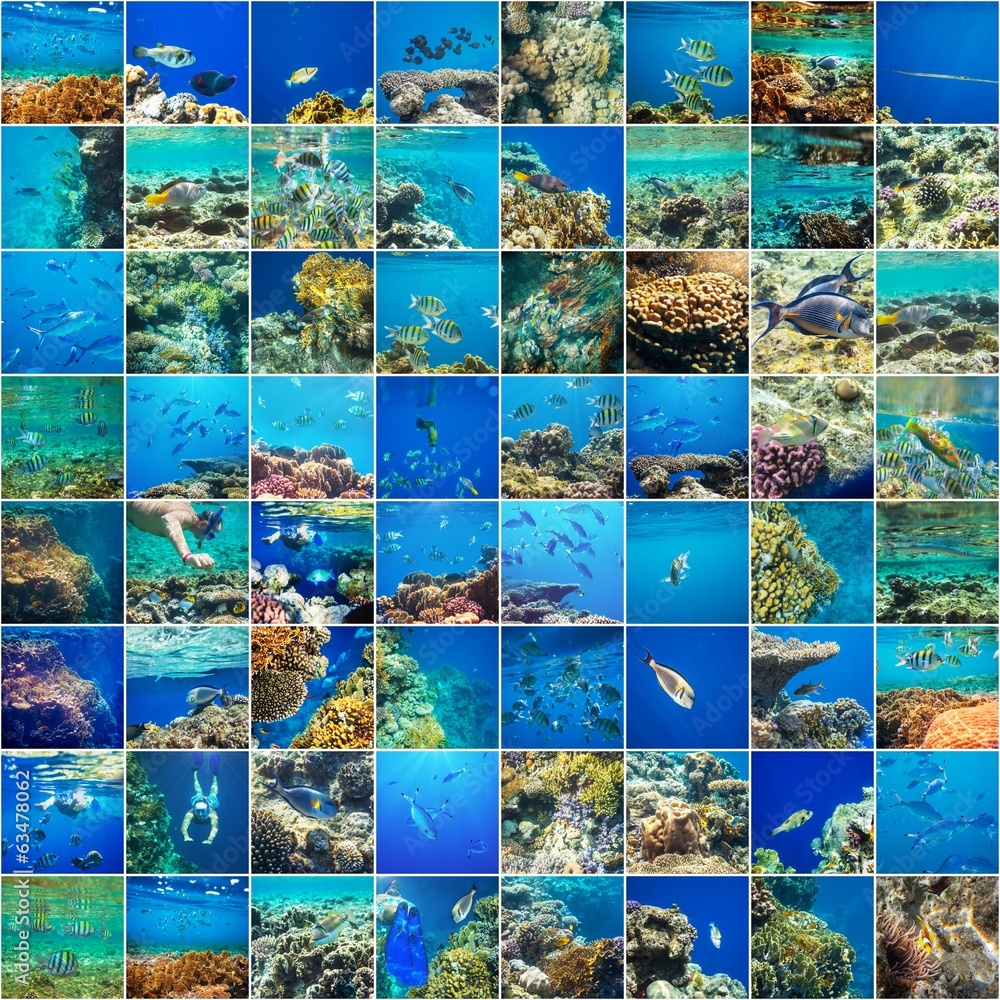 Coral fish Coral fish