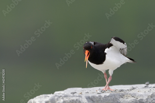 Oystercatcher screaming and standing on rock. photo