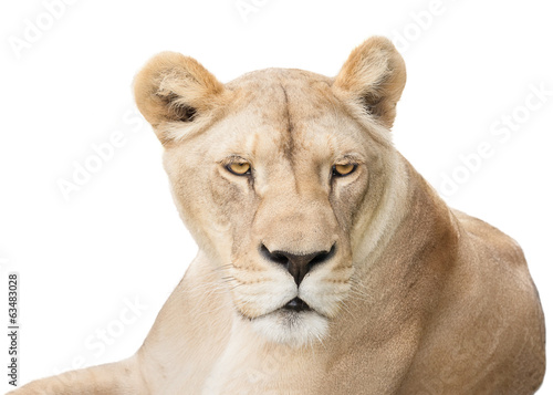 Lioness looking back