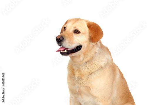 Nice dog labrador breed © Gelpi