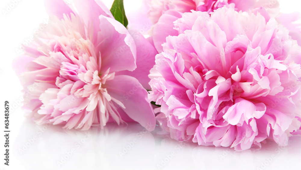 Fototapeta premium pink peonies flowers isolated on white