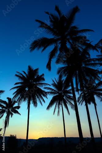 palm trees silhouette with sunset