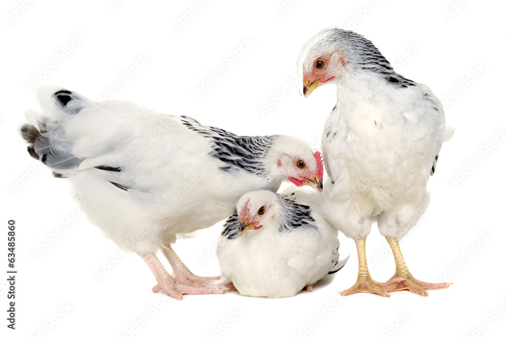 Young hens