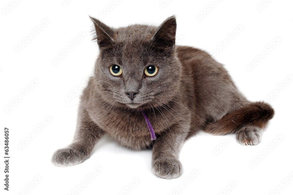 Gray cat on a isolated white background.