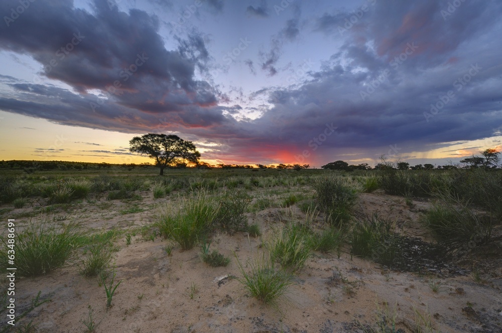 Fototapeta premium SUNSET, Kgalagadi Transfrontier Park,