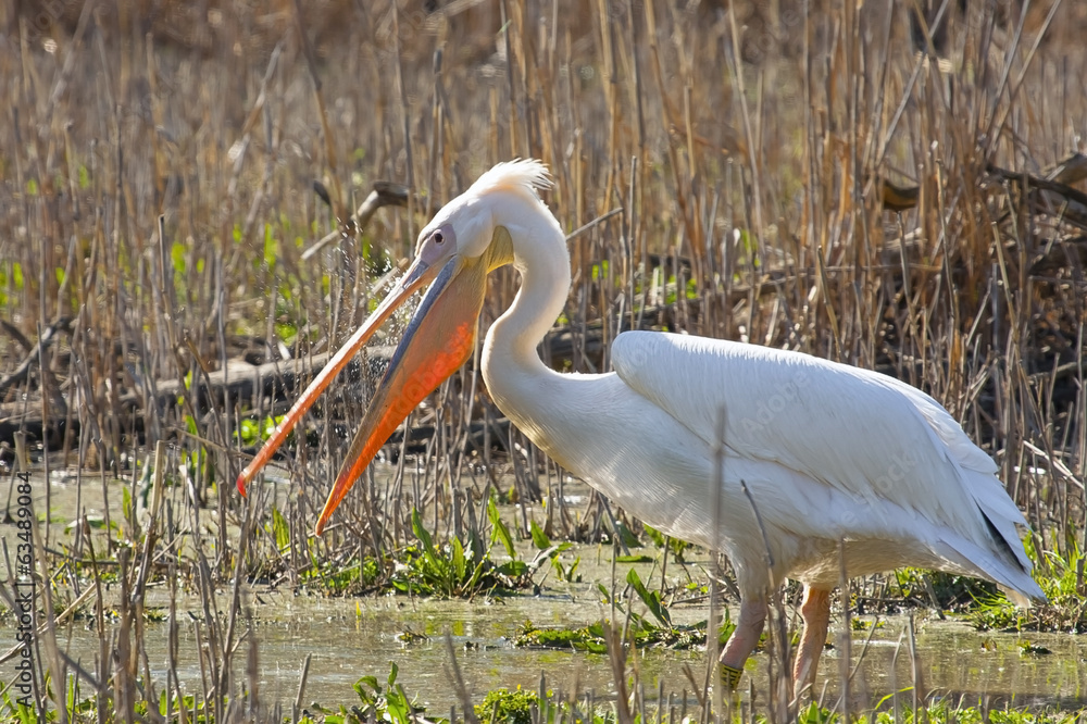 Fototapeta premium Great white pelican (Pelecanus onocrotalus)