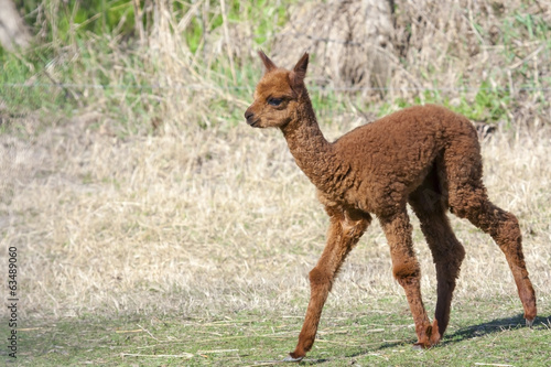 Alpaca (Lama or vicugna pacos) calf