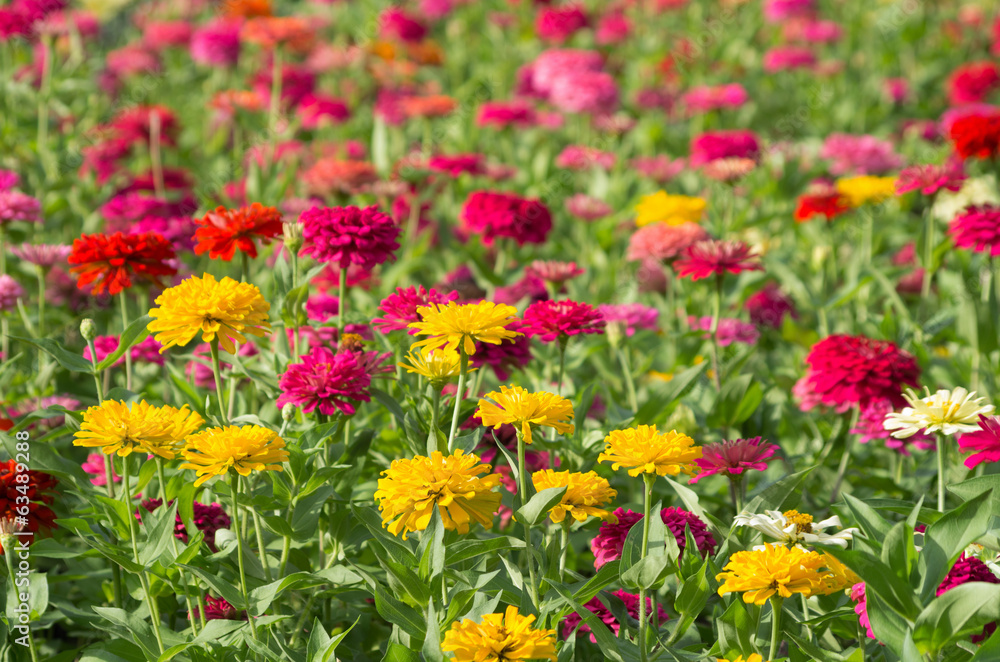 Obraz premium Colorful chrysanthemums