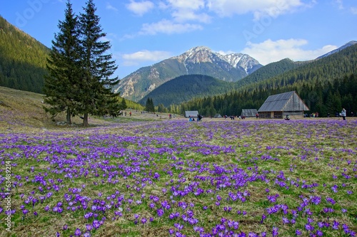 Fototapeta Naklejka Na Ścianę i Meble -  Crocuses in Chocholowska valley, Tatra Mountains, Poland