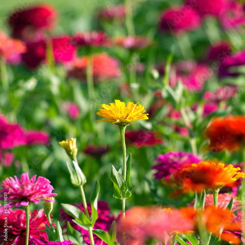 Colorful chrysanthemums