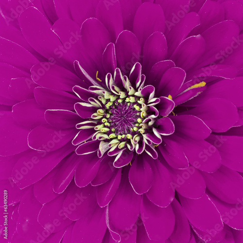 Fototapeta Naklejka Na Ścianę i Meble -  Purple chrysanthemum