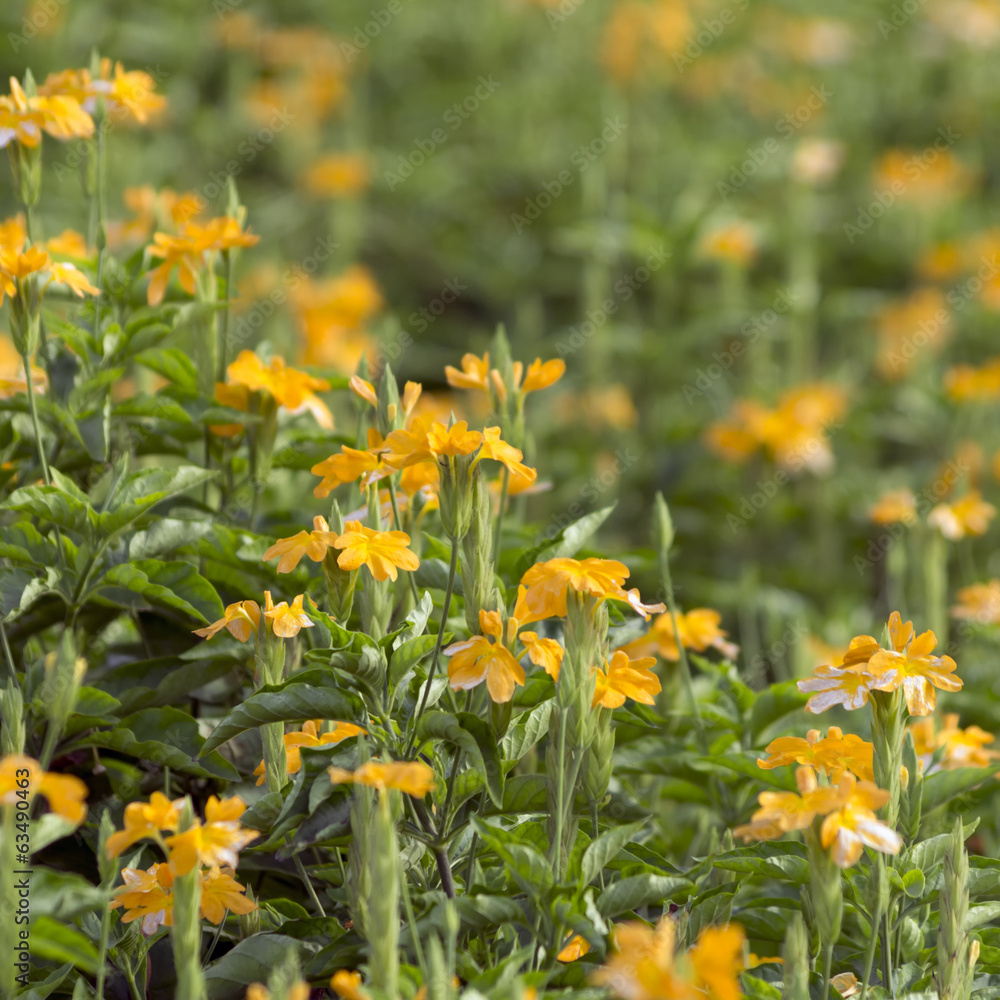 Yellow Crossandra Yellow Crossandra