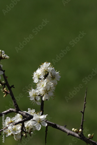 Fotografie Epine noire ou prunellier (Prunus spinosa)