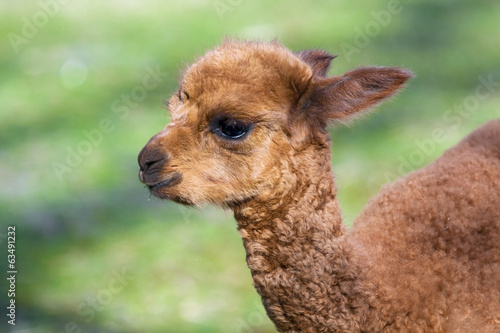 Alpaca (Lama or vicugna pacos) calf photo