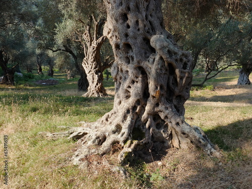 Old Olive Tree  Montenegro