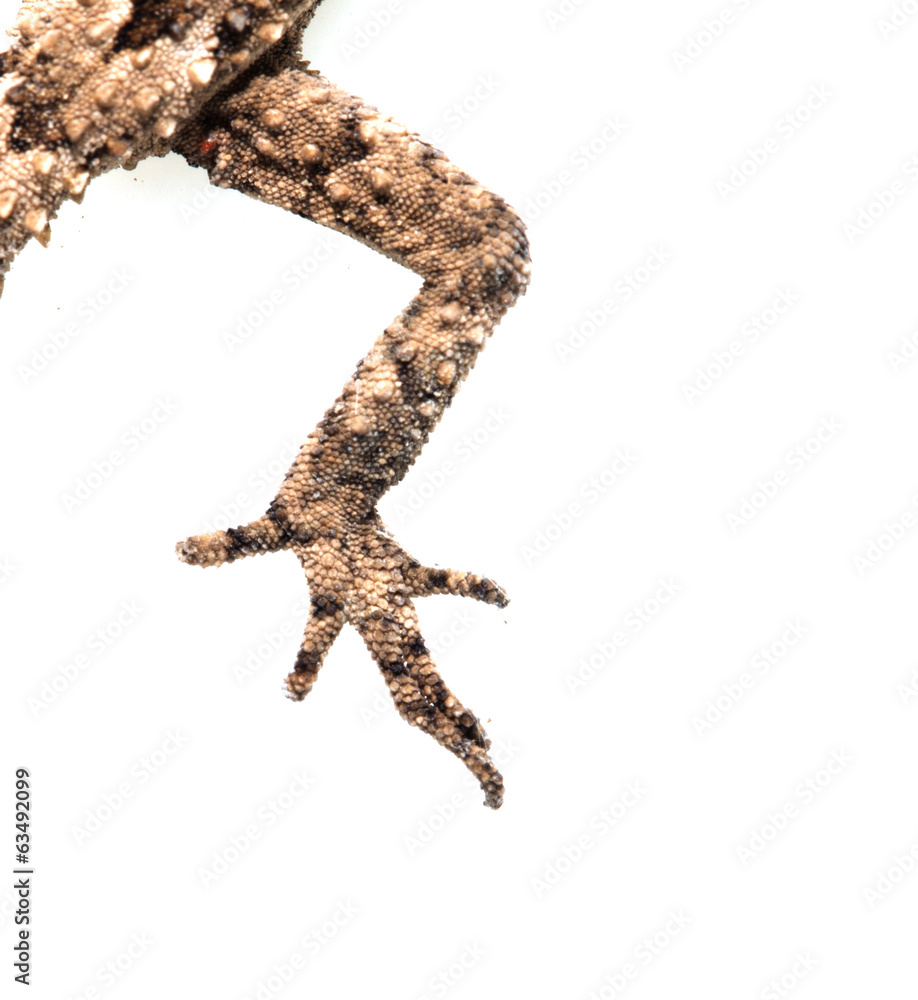 Fototapeta premium foot lizard on a white background. Macro