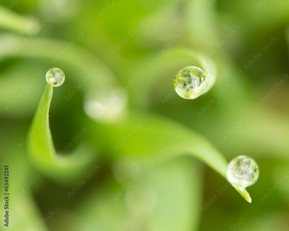 water drop on the green grass. macro water drop on the green grass. macro