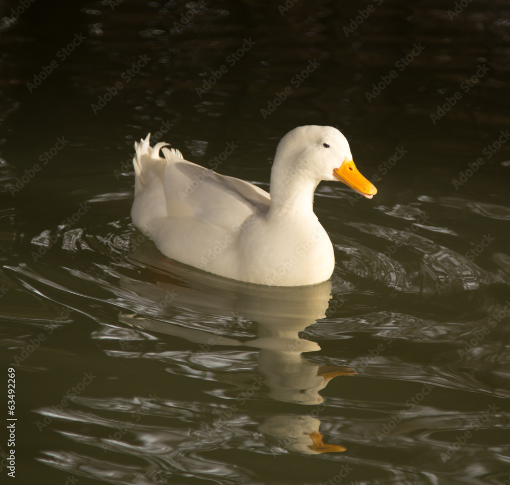 white duck in water