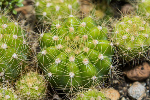 Cactus Garden