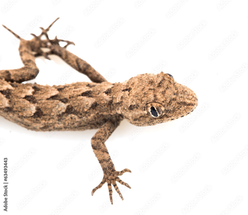 Naklejka premium lizard on a white background. Macro
