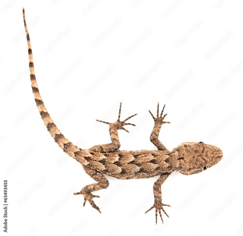 Naklejka premium lizard on a white background. Macro