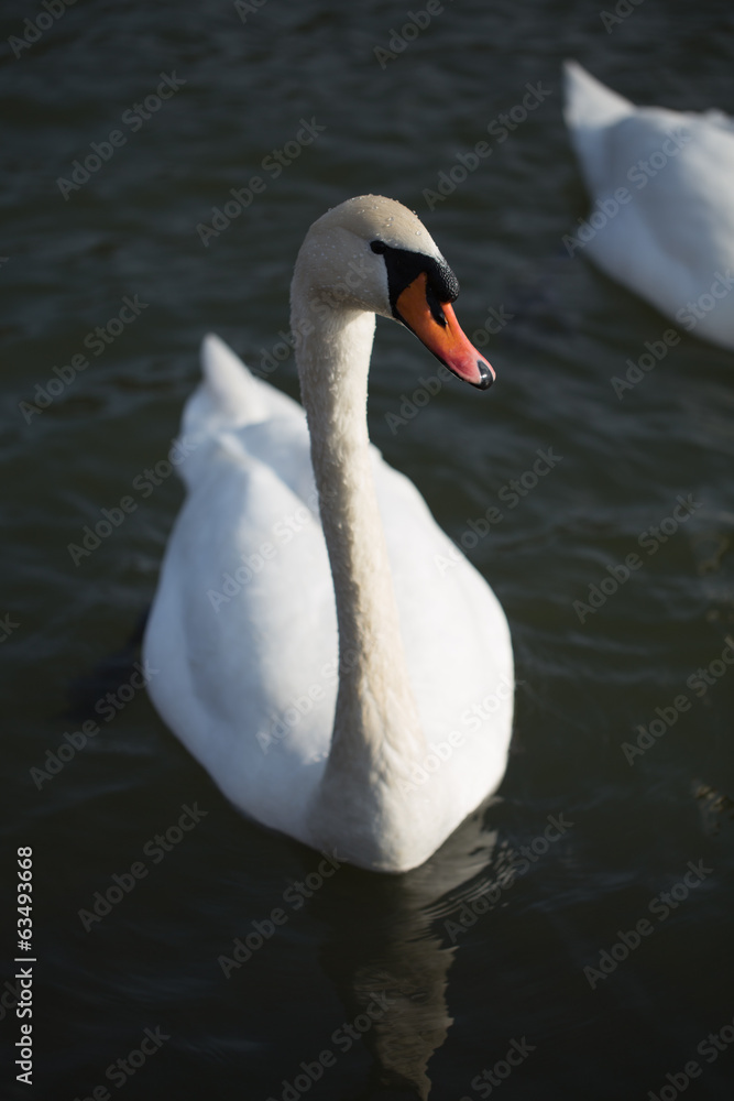 Schwan Schwan