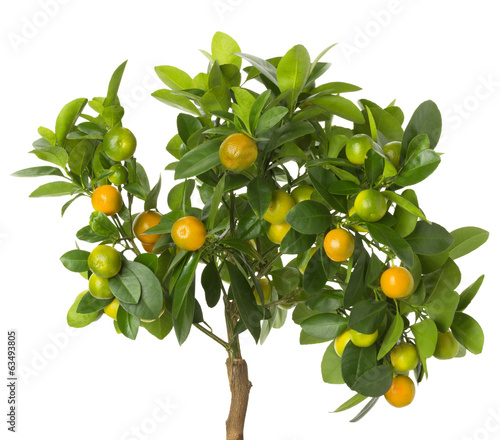 Small tangerines tree on white background