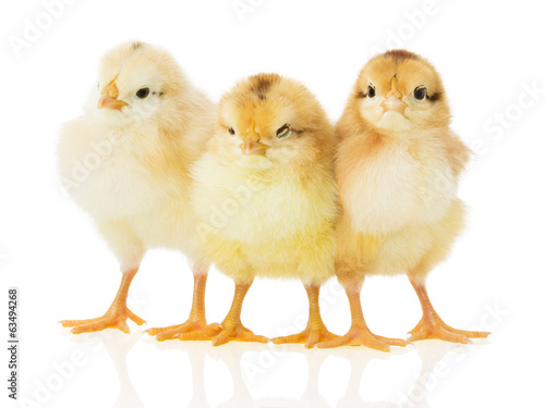 Stampa su tela Three chicks on white background
