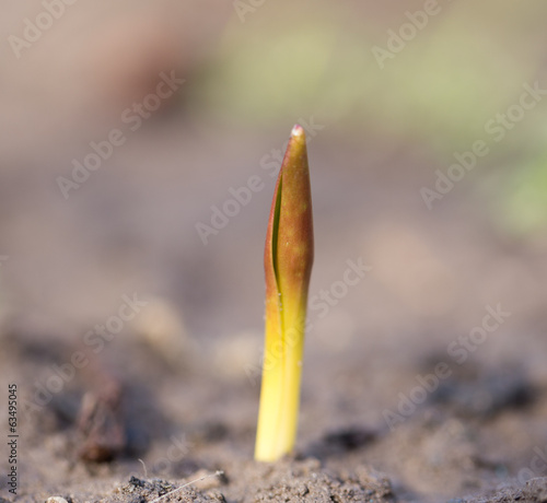 flower seedlings. macro photo