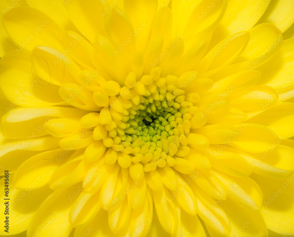 beautiful background of yellow flower beautiful background of yellow flower