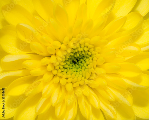 beautiful background of yellow flower