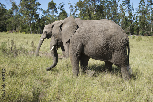 Two young African elephants eating grass South Africa
