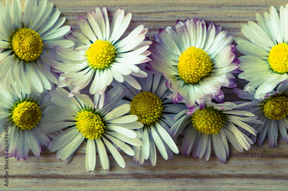 Obraz premium daisy