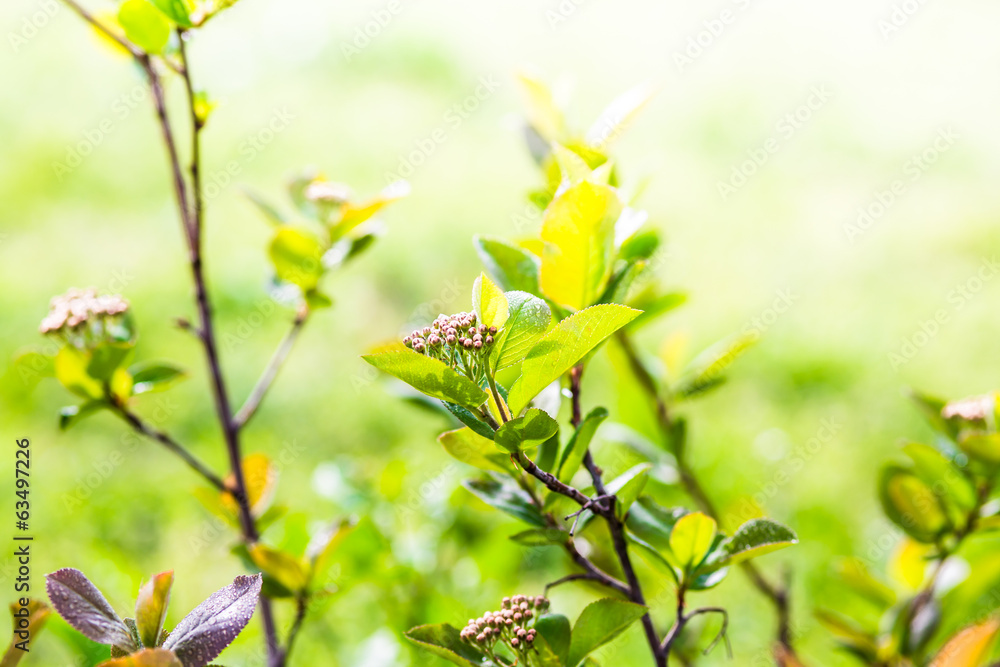 Naklejka premium Blooming aronia in spring