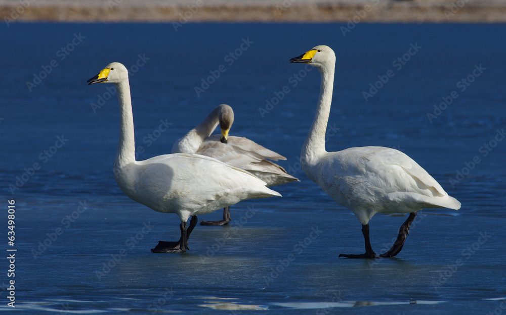 Obraz premium Swans on ice