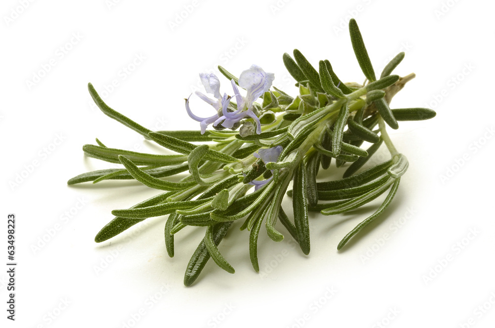 Rosmarinus officinalis Rosmarino Romarin Rosemary Rosmarinus officinalis Rosmarino Romarin Rosemary