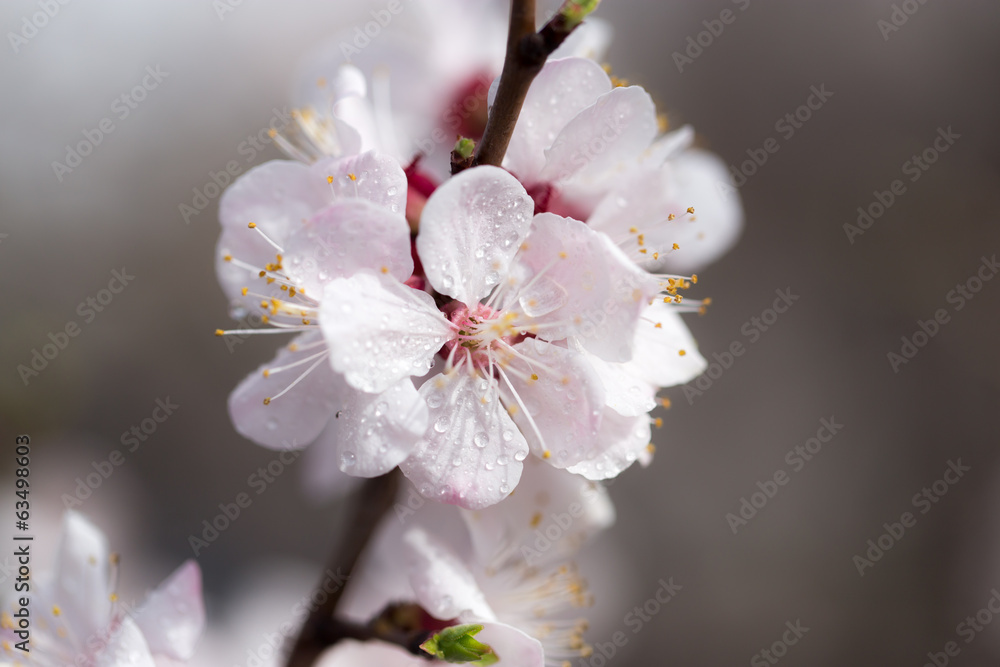 beautiful flowers on a tree. macro