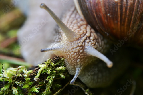 Head of snail - Helix pomatia