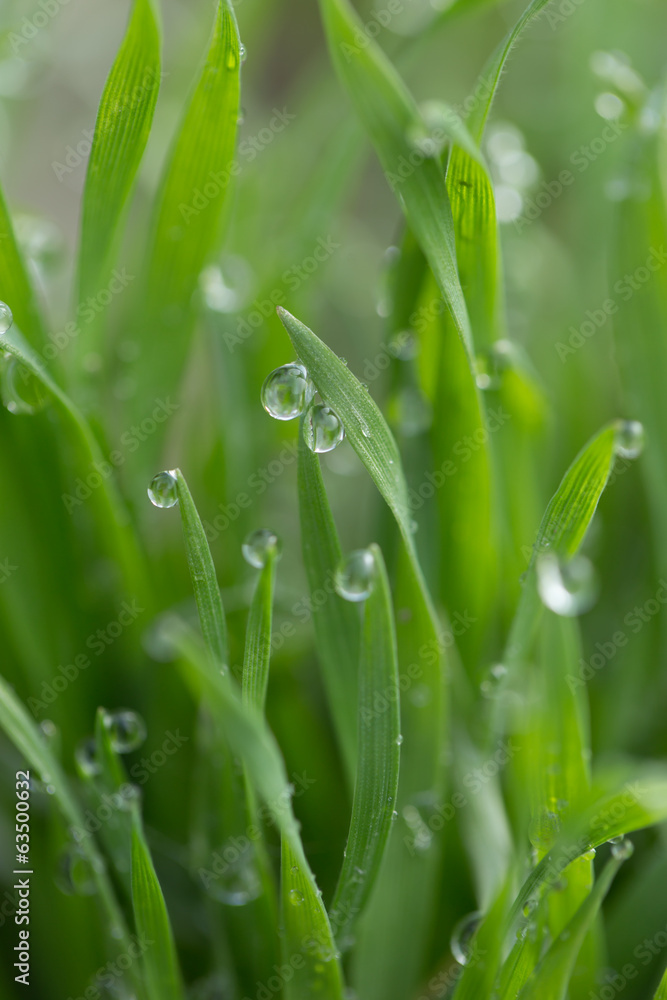 water drop on the green grass. macro water drop on the green grass. macro