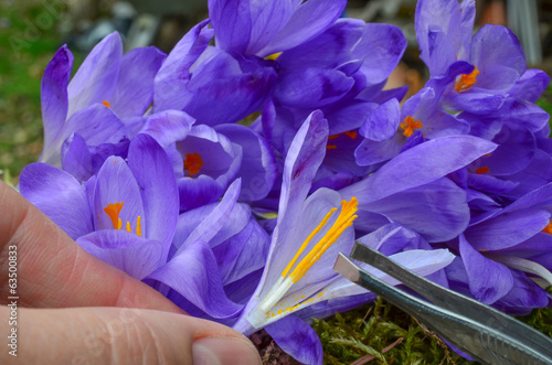 Saffron spice picking photo